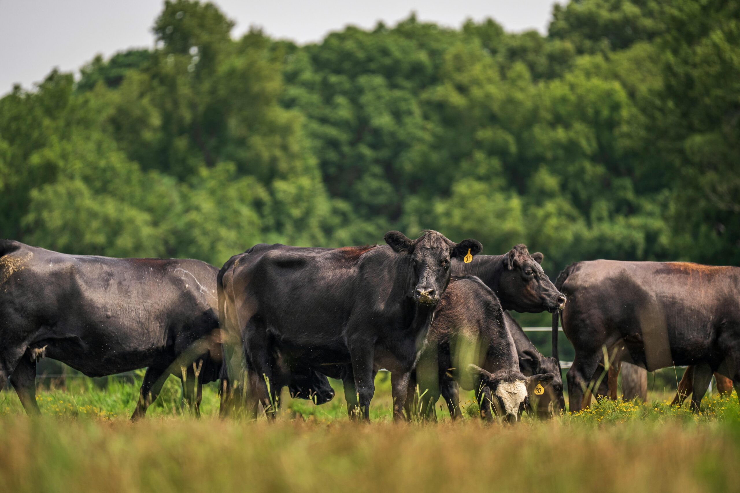 Angus cattle grazing, Mark Stebnicki, Pexels