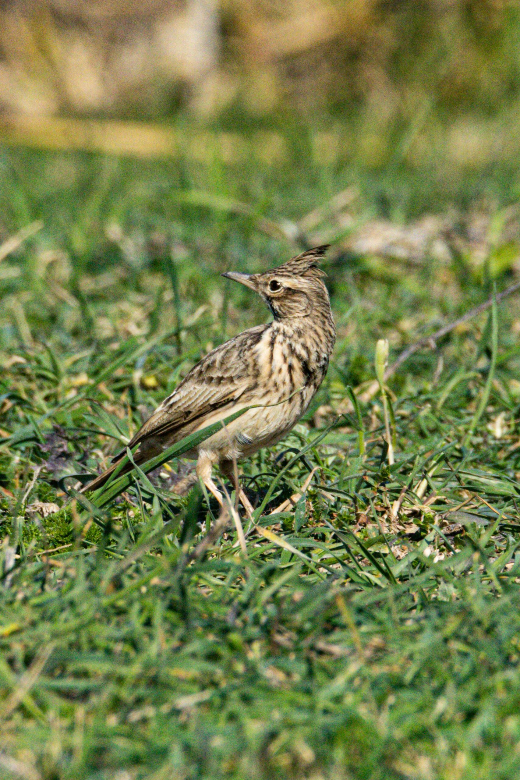 Eurasian Skylark, Ozcan Sahin, Pexels