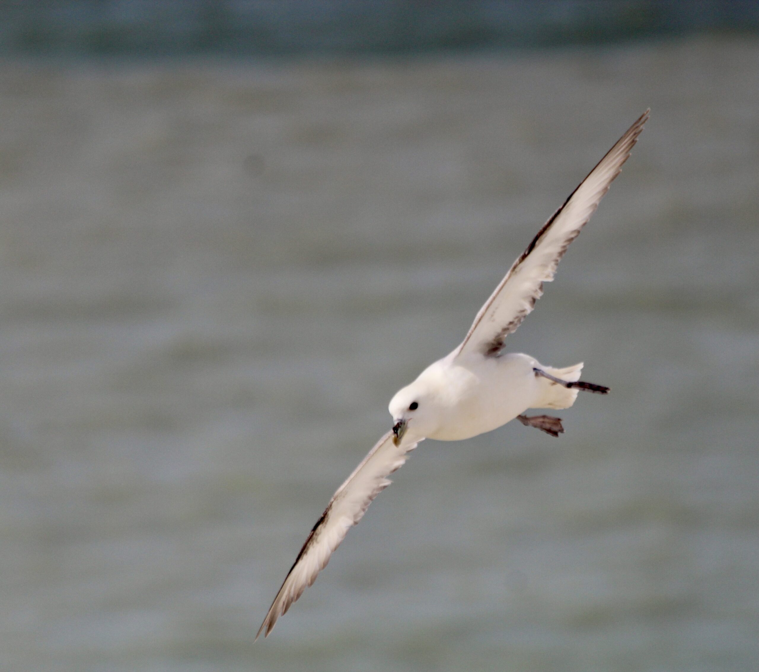 Fulmar, by Sam Joy