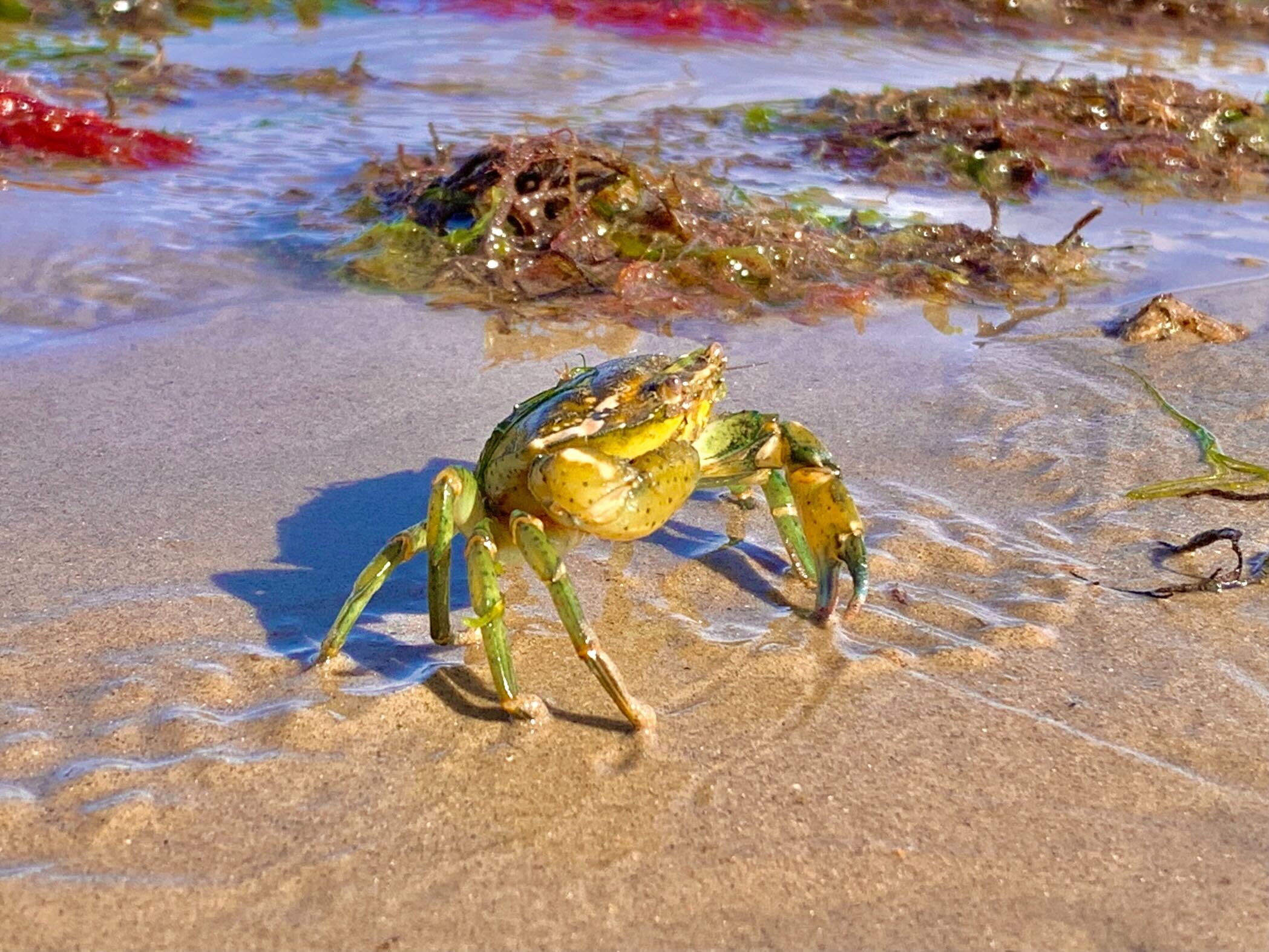 Crab, by Libby Drew