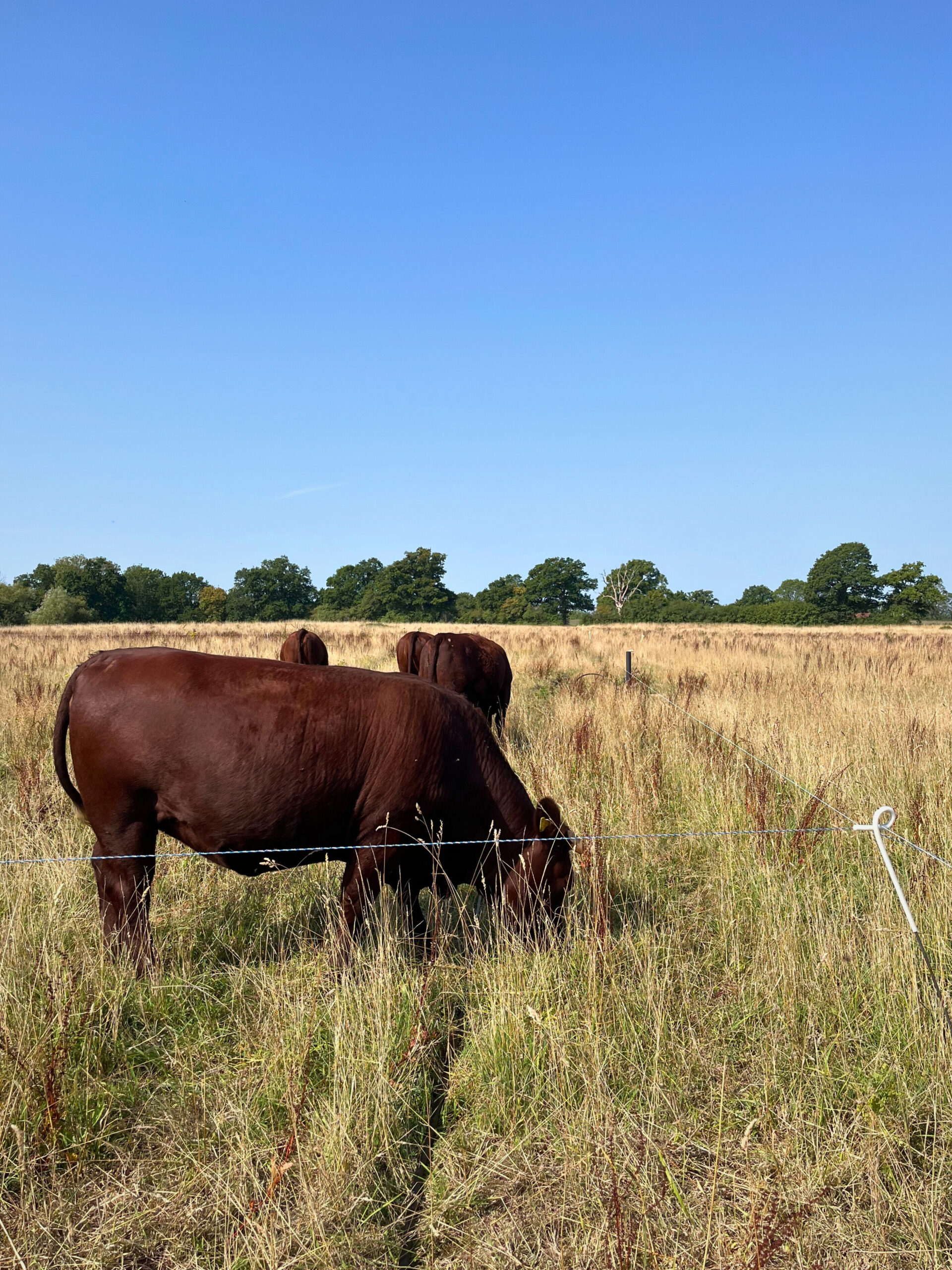 Knepp Regen Farm, Tanya Forbes