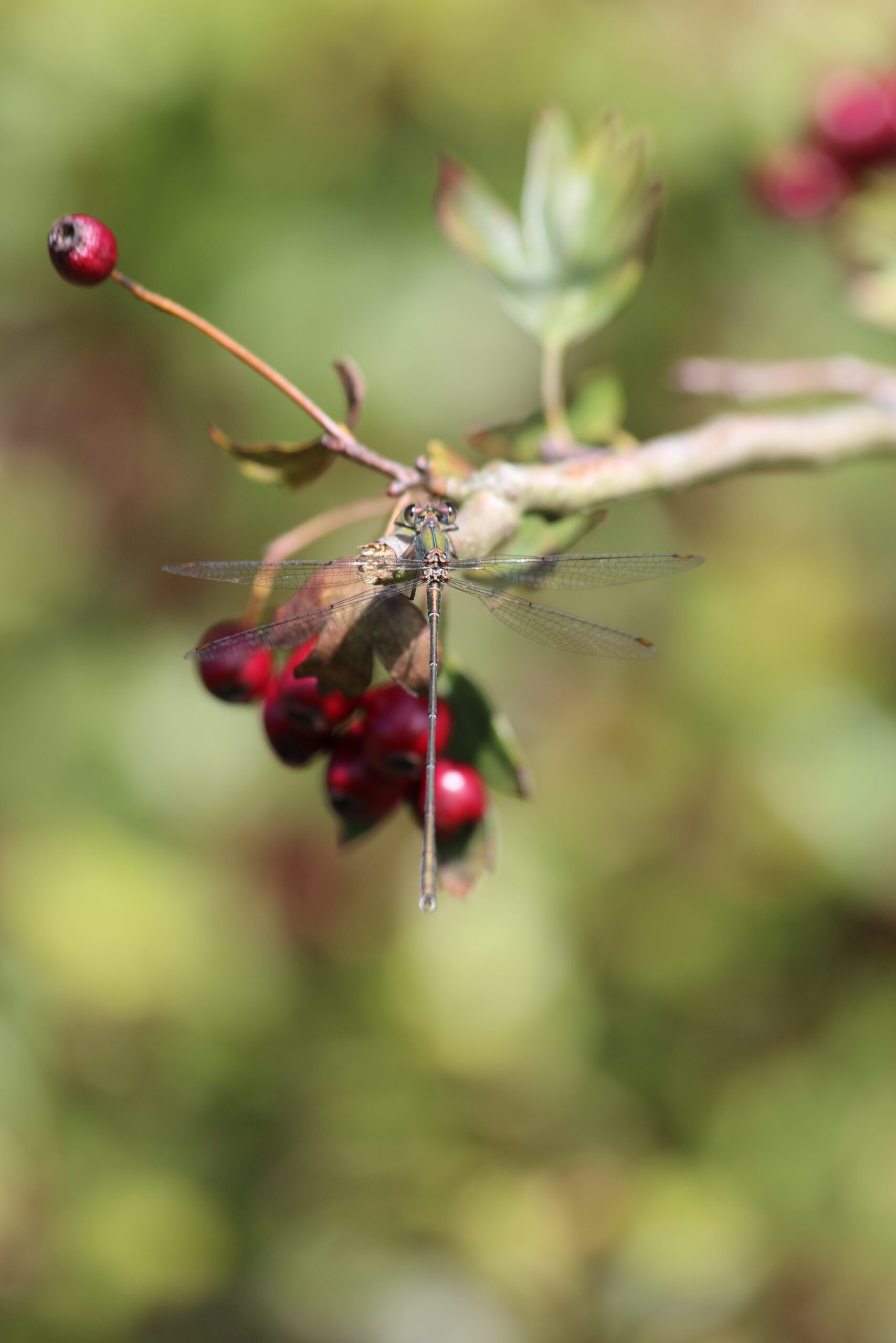 Willow emerald damselfly, Sam Joy