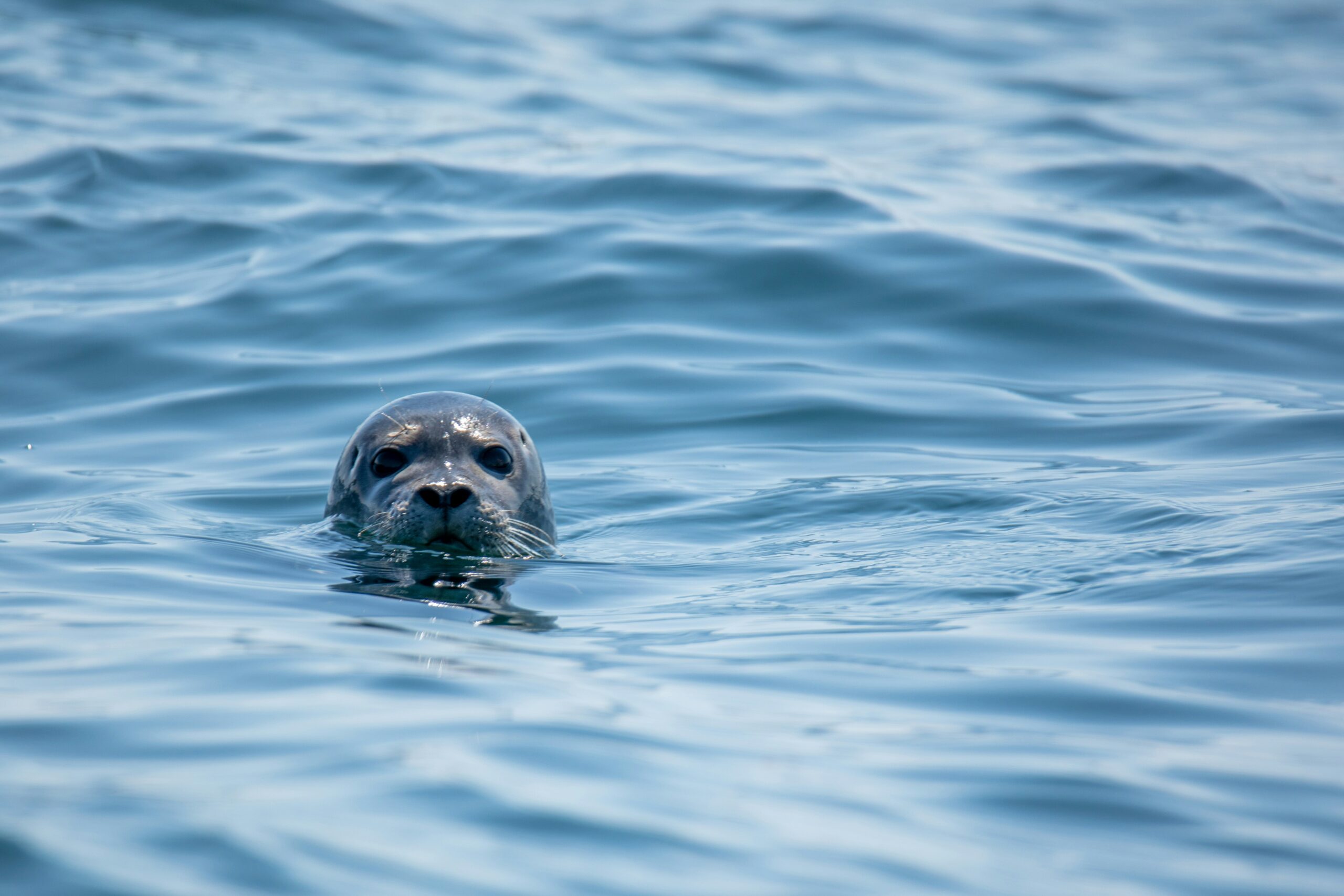 Common seal, Keith Luke, Unsplash