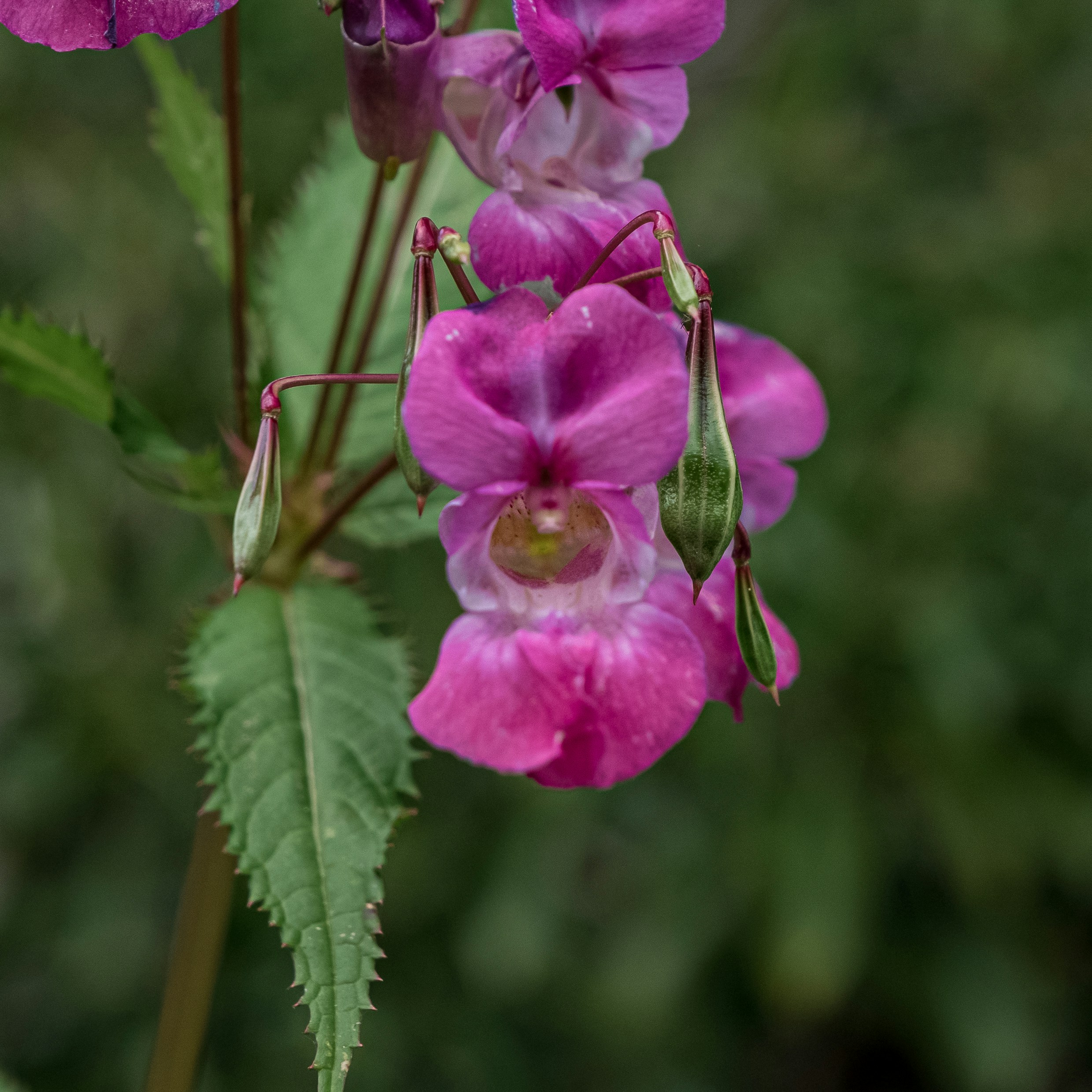 Himalayan Balsam, Luke Galloway, Unsplash