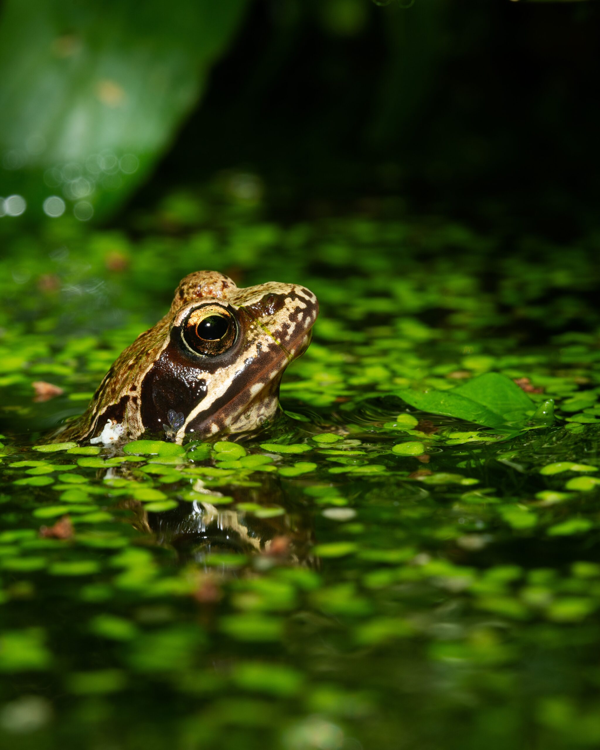 Common frog, Wellington Silva, Pexels