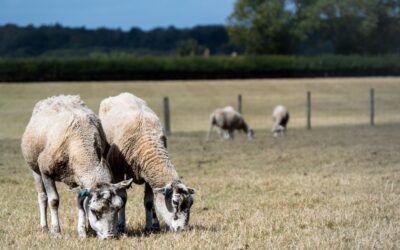 Farming through drought: stories from across the corridor