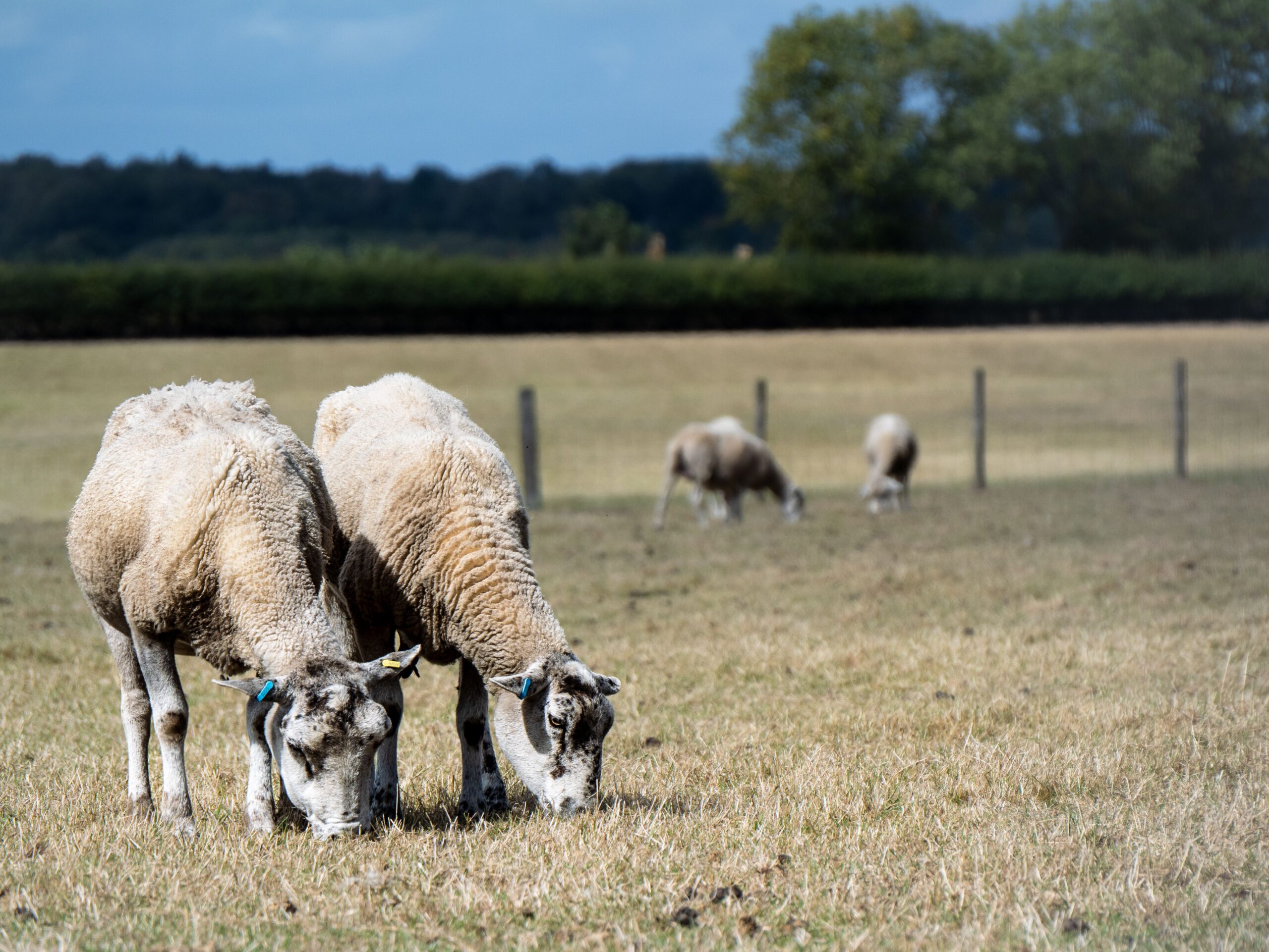 Sheep grazing, Pexels