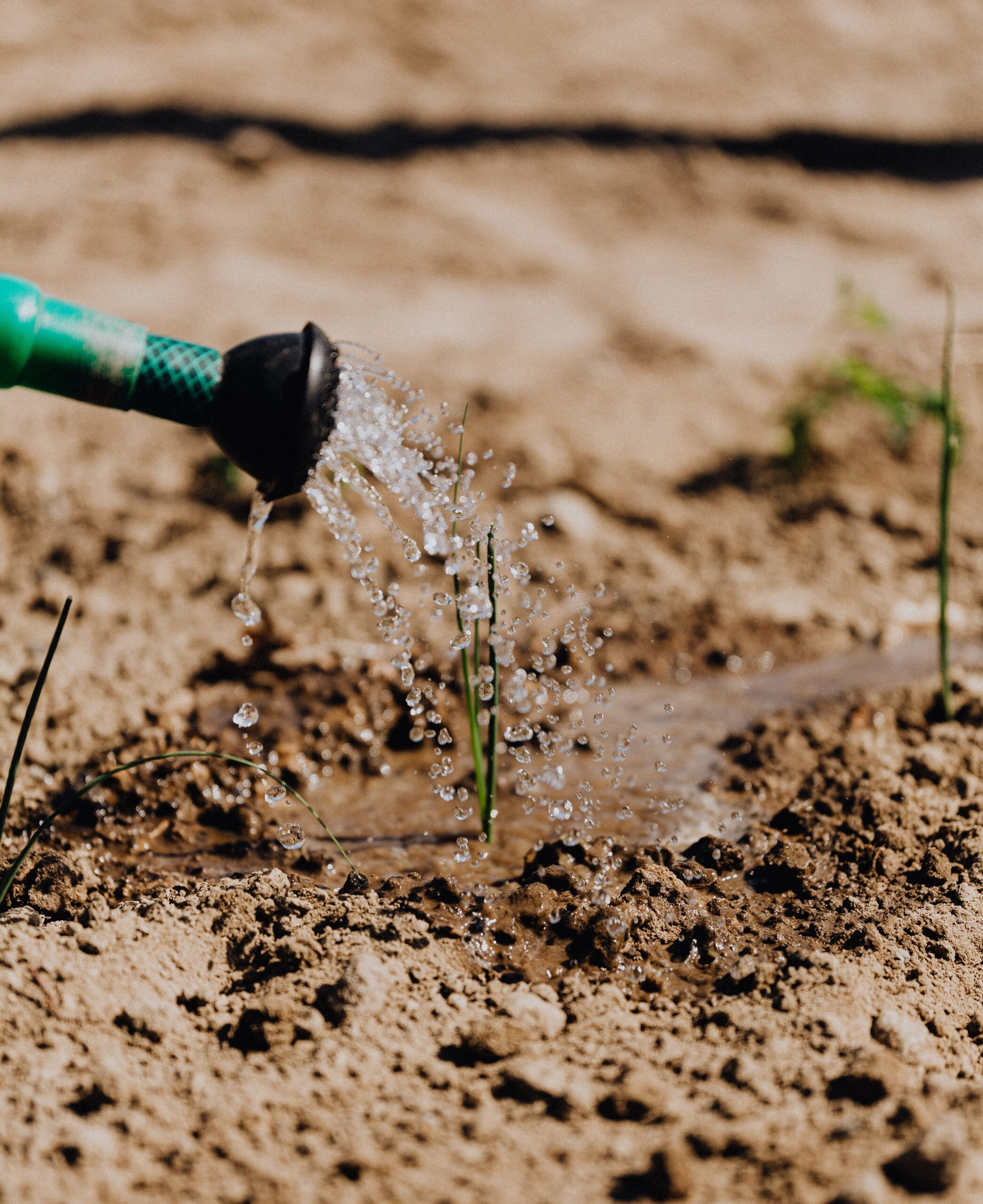 Watering vegetables, Pexels