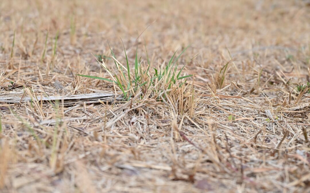 Brown grass, King Ho, Pexels