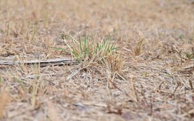 Gardening Through Drought: 7 Things to Consider
