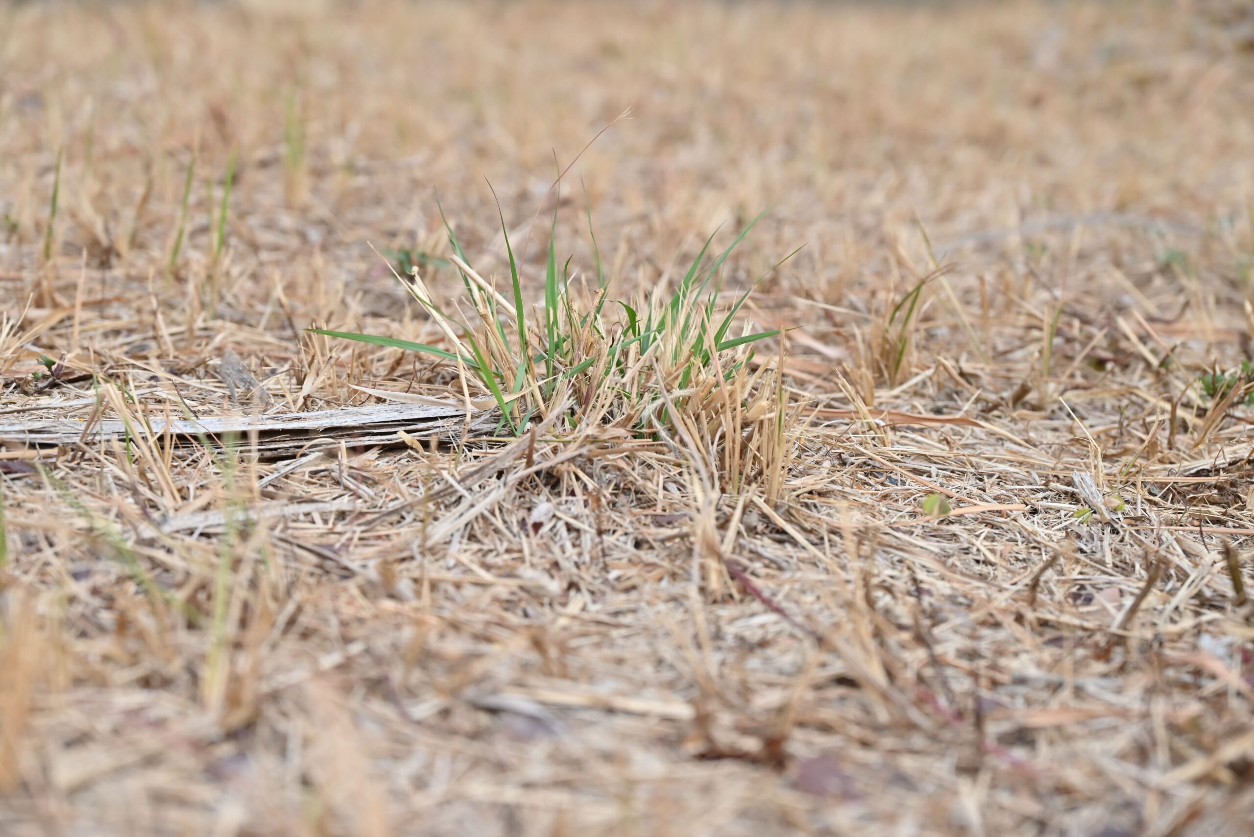 Brown grass, King Ho, Pexels Brown grass, King Ho, Pexels
