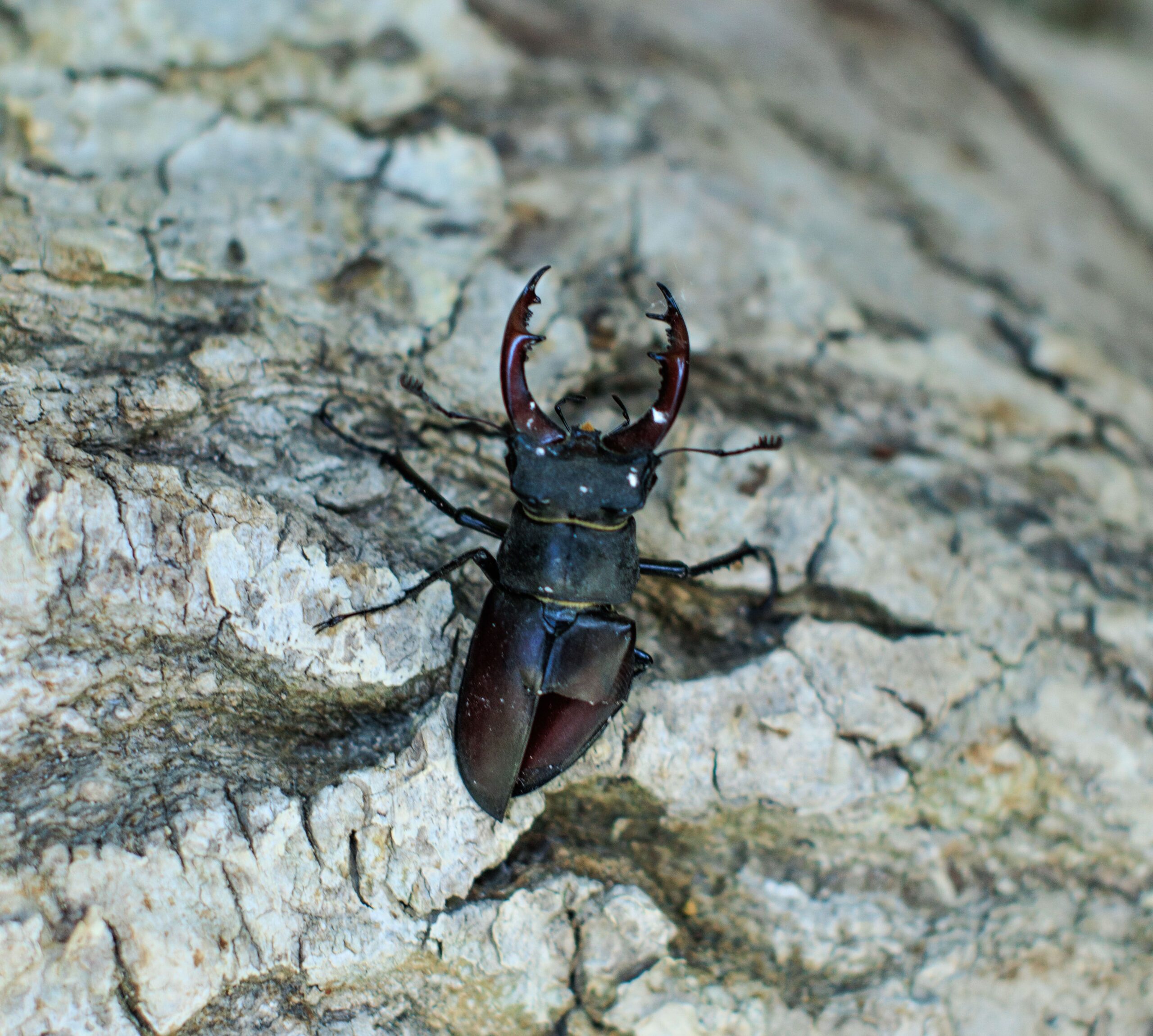 Stag beetle, Daniil Kondrashin, Pexels