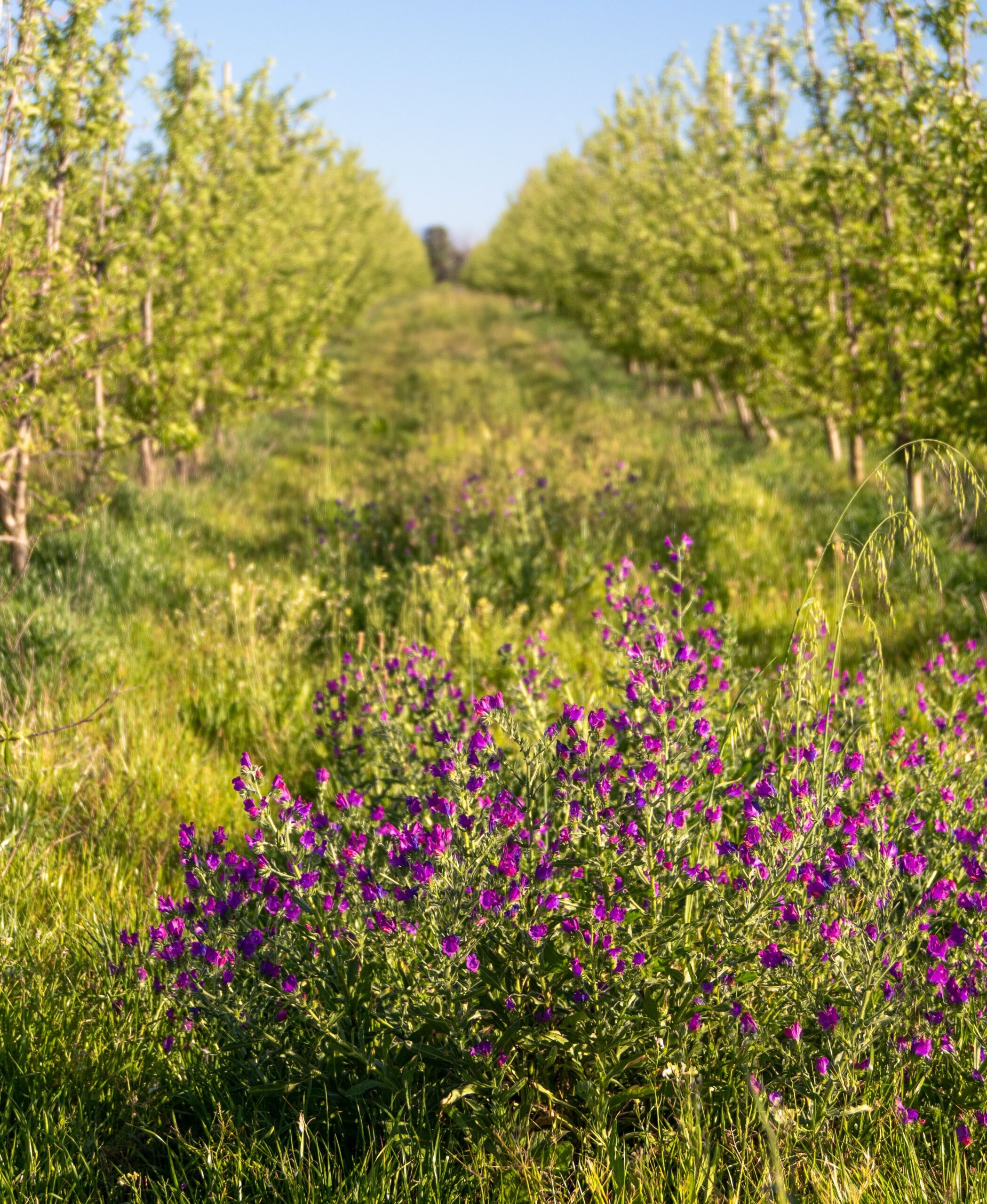 Wildflower strip, Magda Ehlers, Pexels