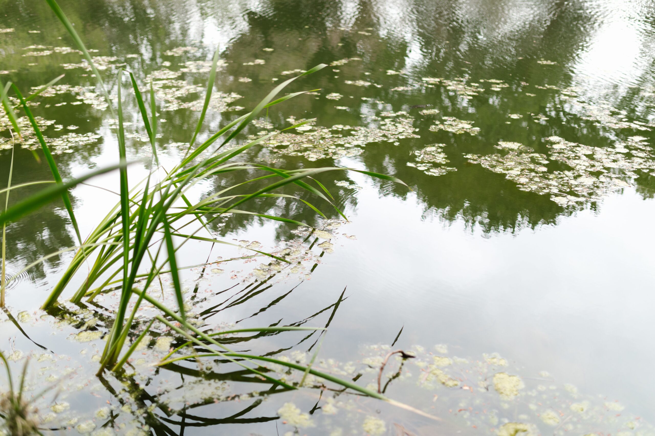 Pond, RDNE Stock project, Pexels