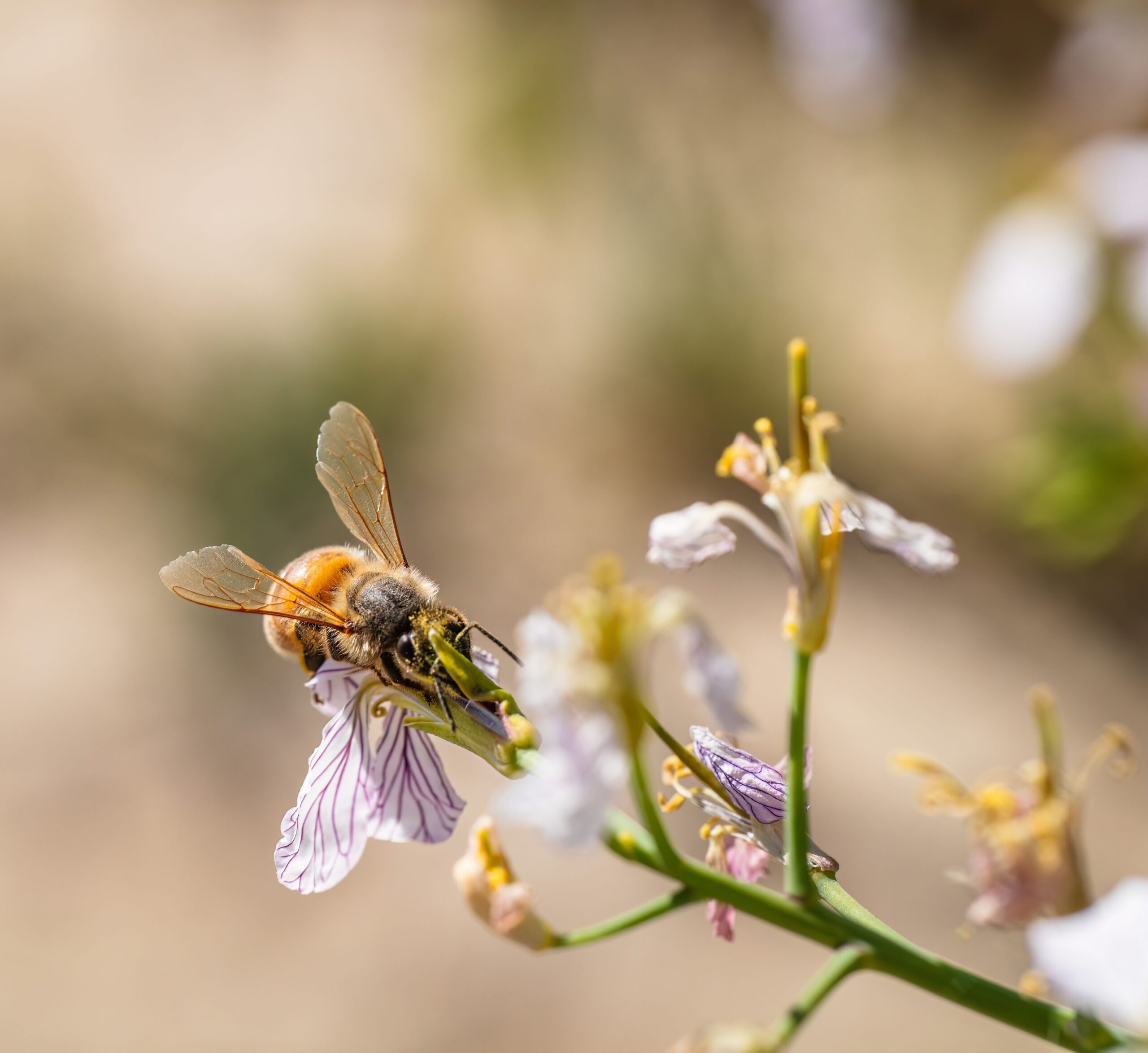Bee on radish flower, Robert So, Pexels