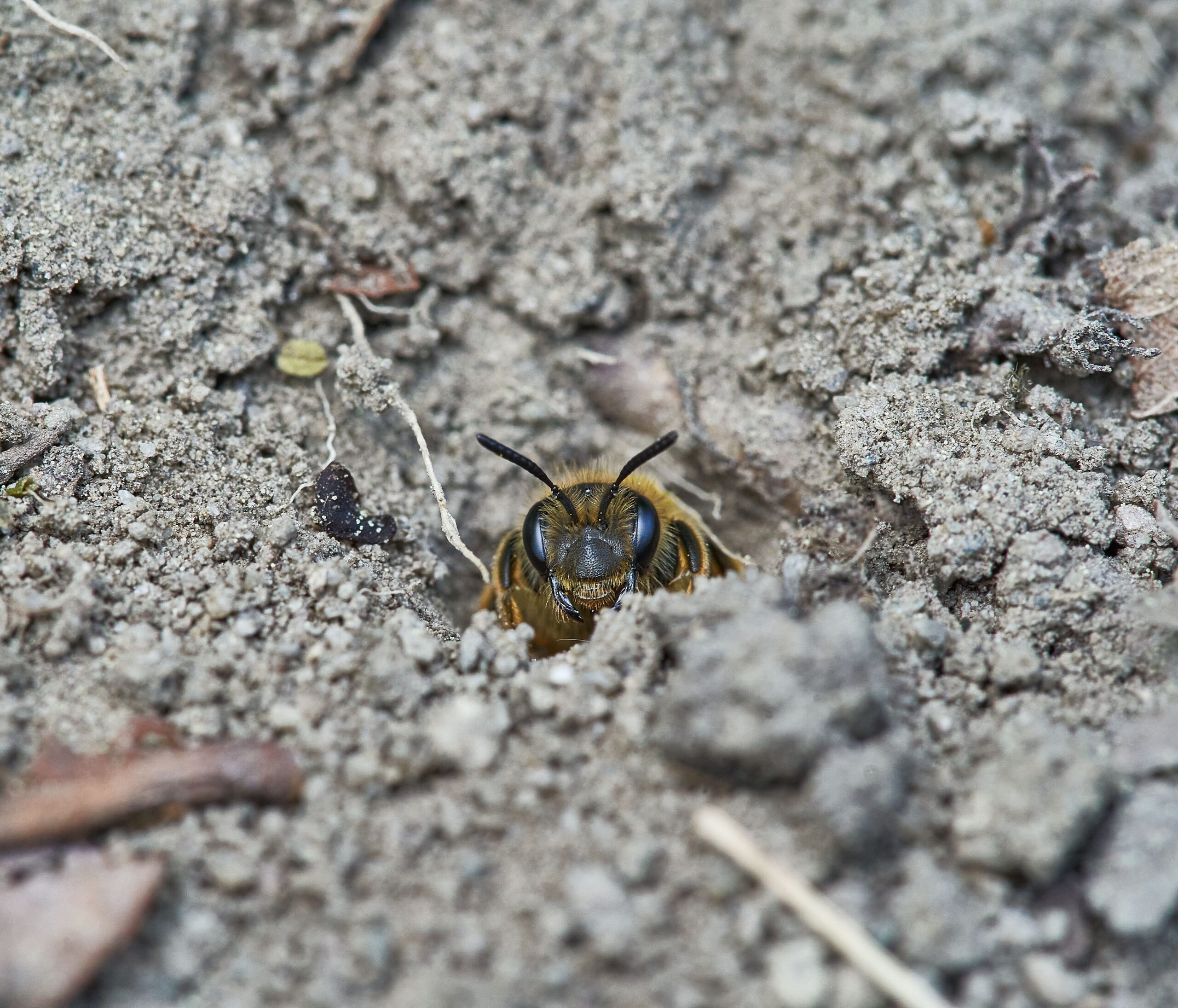 Mining bee. Tobias Eicher, Pexels