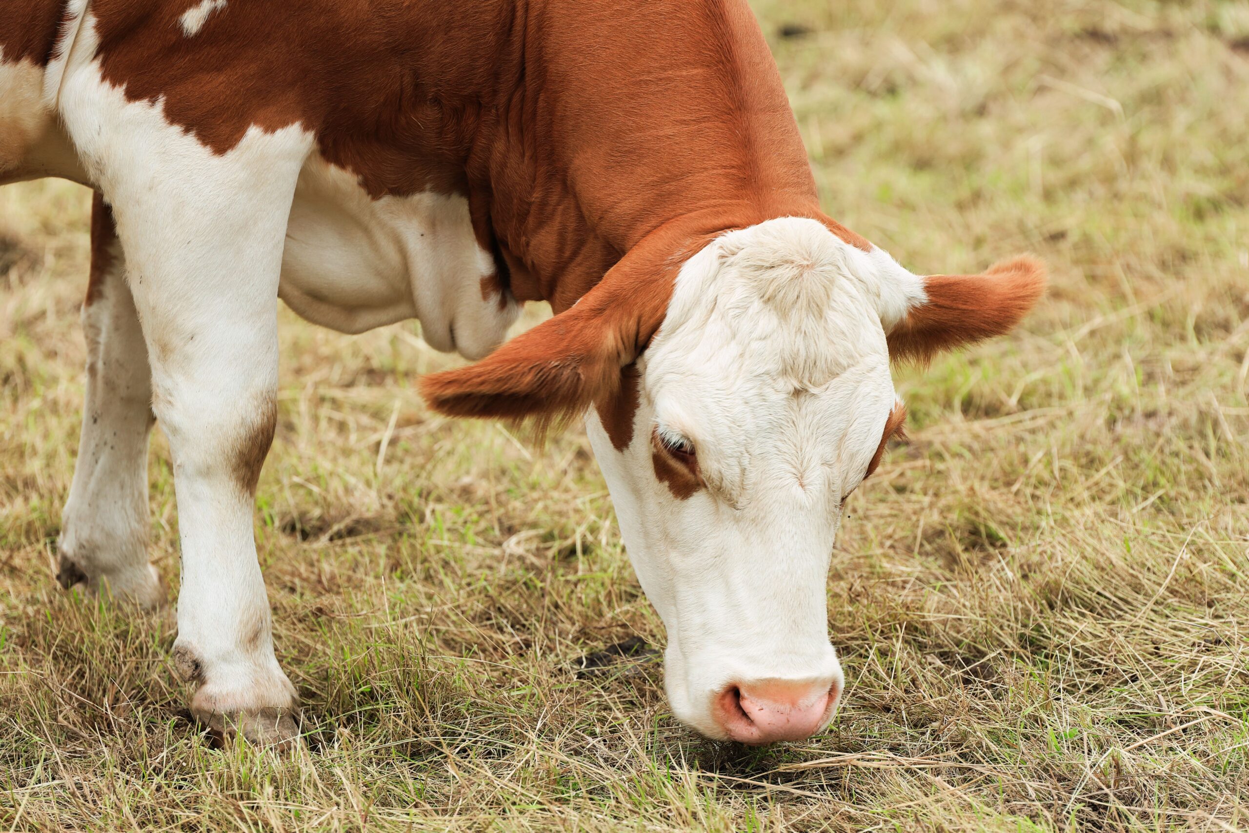 Cattle grazing, Pexels