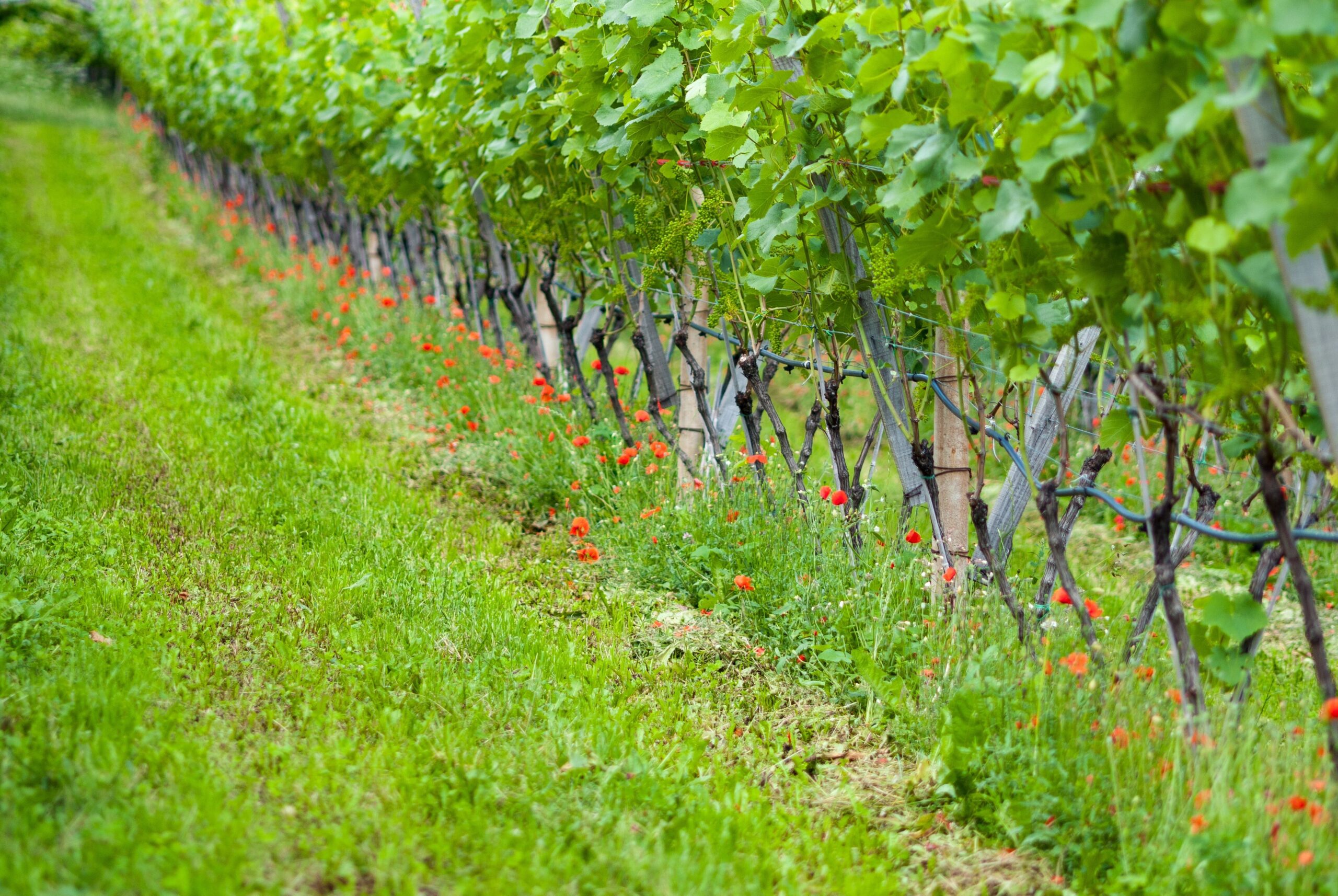 Vineyard cover crop, Pexels
