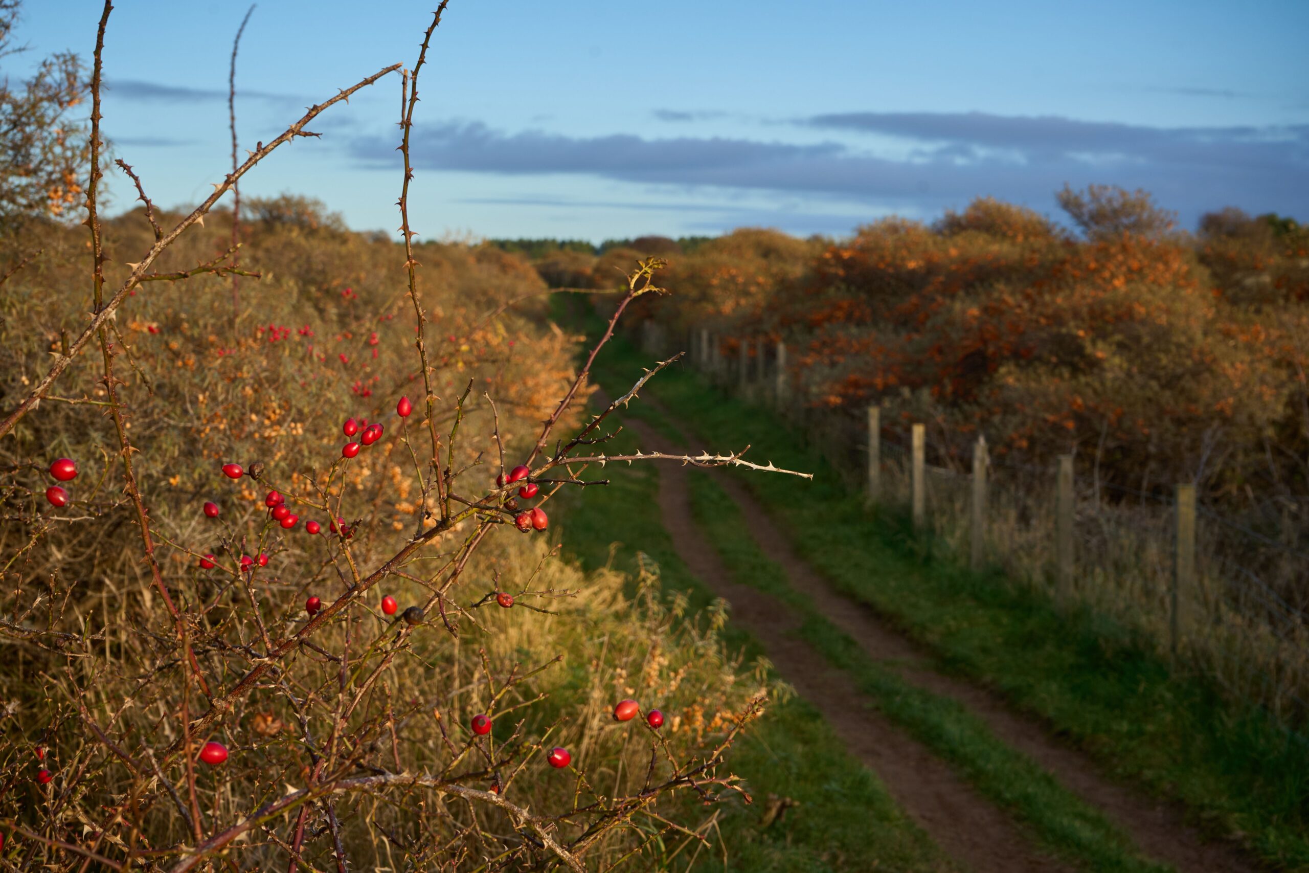 Hedgerow, by Valentine Kulikov, Pexels