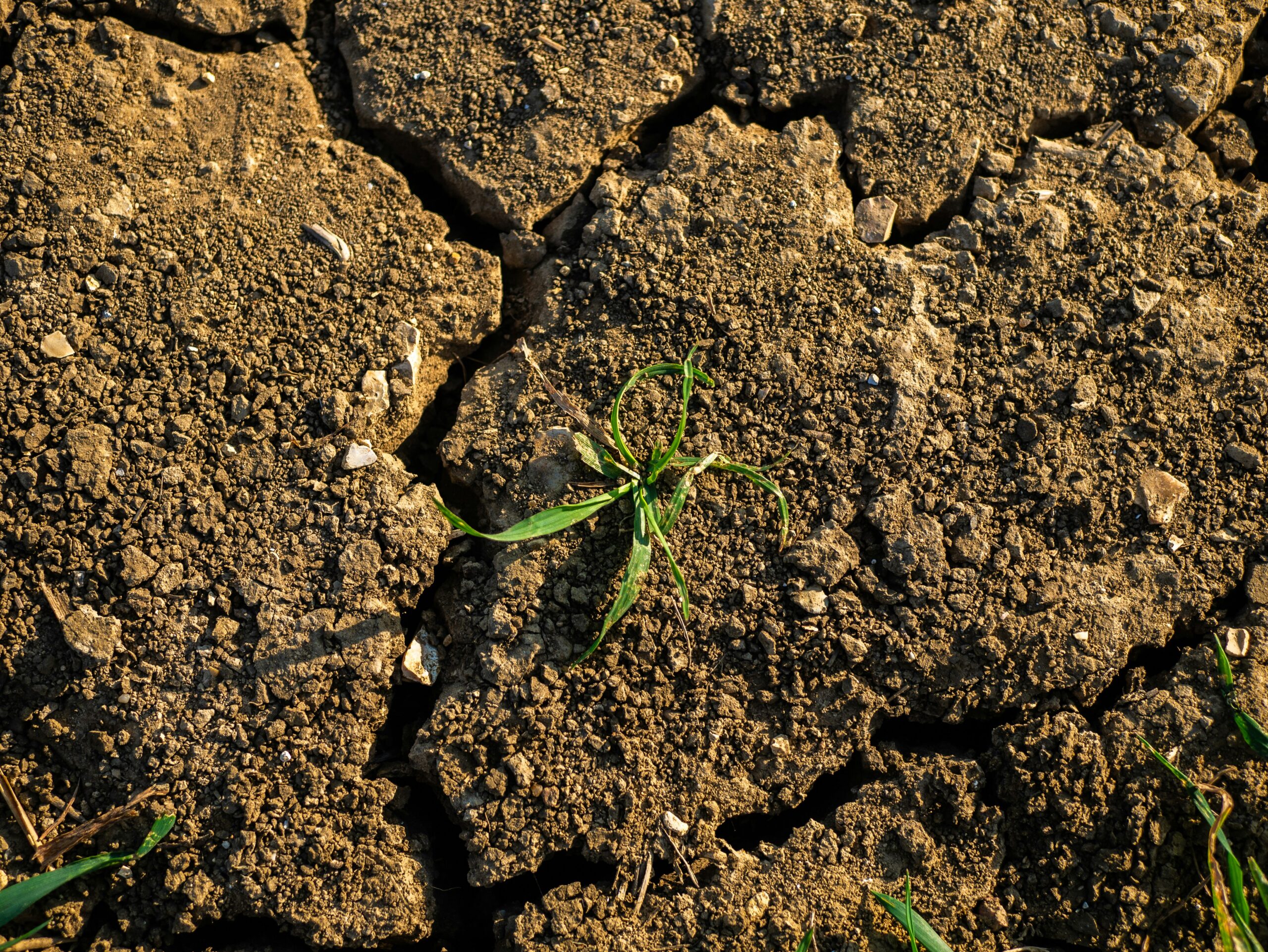 Growing in drought, Tom Rogers, Unsplash